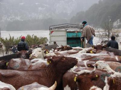 Doscientas Cabezas de ganado partieron desde Futaleufú a Puerto Montt.