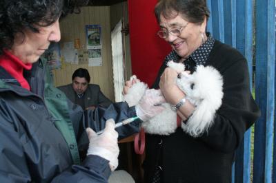 Hoy se realizó un nuevo operativo de vacunación antirrábica en Osorno