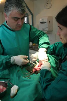 Esta mañana se procedió a la esterilización de 15 nuevas mascotas en Osorno