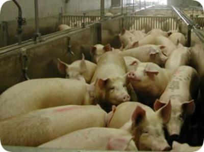 Chile inicia gestiones para reabrir mercado japonés a carne de cerdo chilena